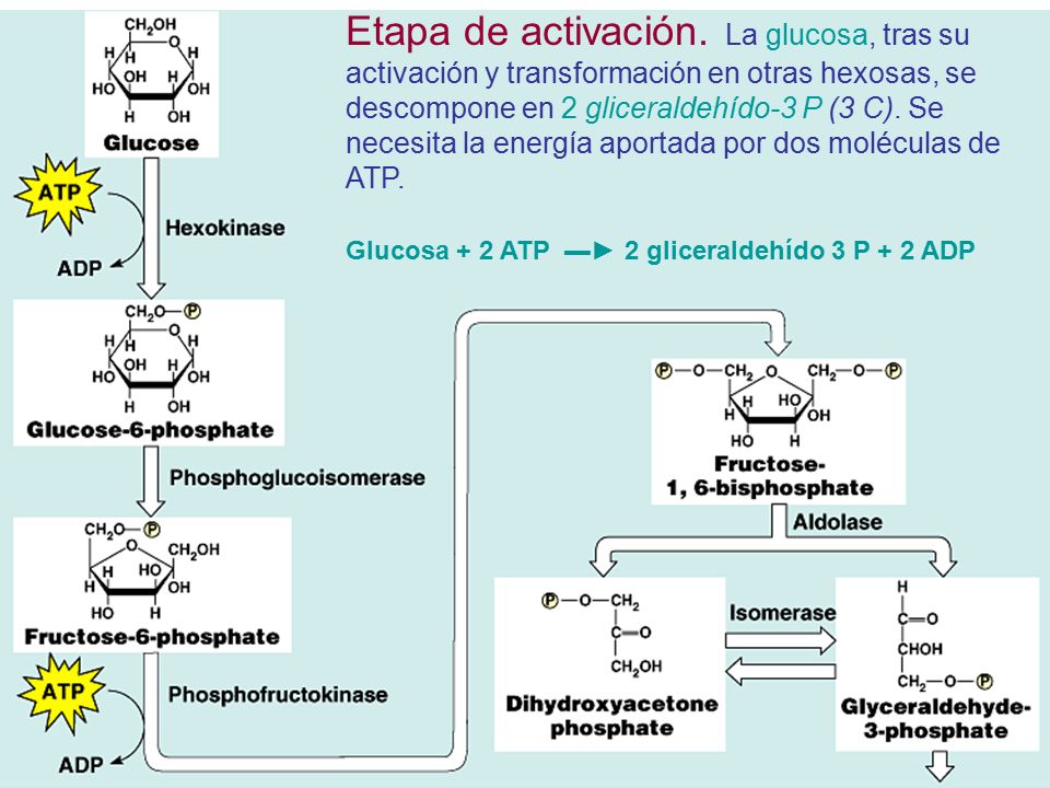 Etapa de activación. La glucosa, tras su activación y transformación en otras hexosas, se descompone en 2 gliceraldehído-3 P (3 C). Se necesita la energía aportada por dos moléculas de ATP.