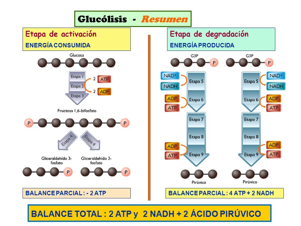 Glucólisis - Resumen BALANCE TOTAL : 2 ATP y 2 NADH + 2 ÁCIDO PIRÚVICO