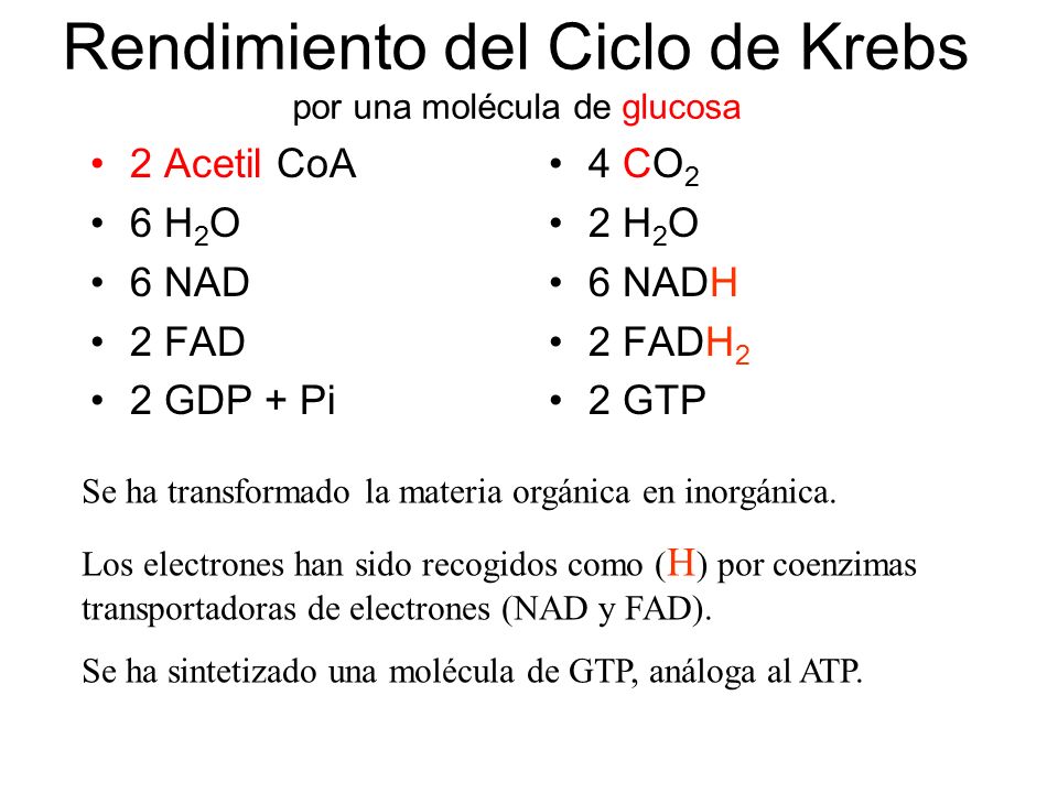 Rendimiento del Ciclo de Krebs por una molécula de glucosa