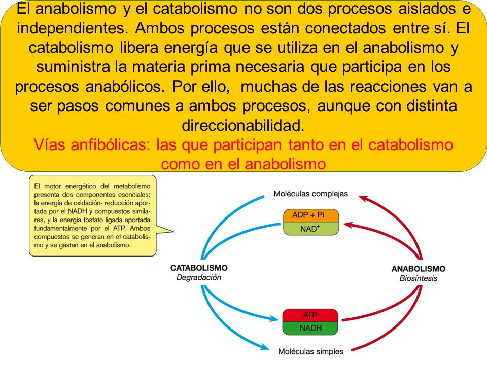 El anabolismo y el catabolismo no son dos procesos aislados e independientes. Ambos procesos están conectados entre sí. El catabolismo libera energía que se utiliza en el anabolismo y suministra la materia prima necesaria que participa en los procesos anabólicos. Por ello, muchas de las reacciones van a ser pasos comunes a ambos procesos, aunque con distinta direccionabilidad.