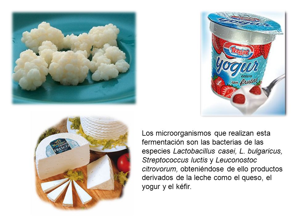 Los microorganismos que realizan esta fermentación son las bacterias de las especies Lactobacillus casei, L.