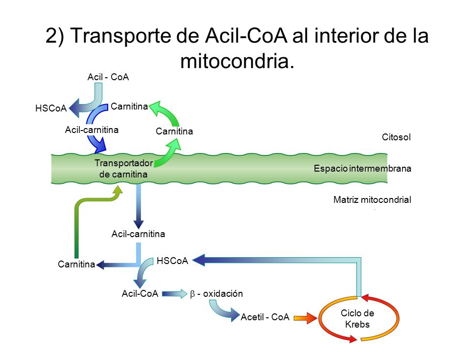 2) Transporte de Acil-CoA al interior de la mitocondria.
