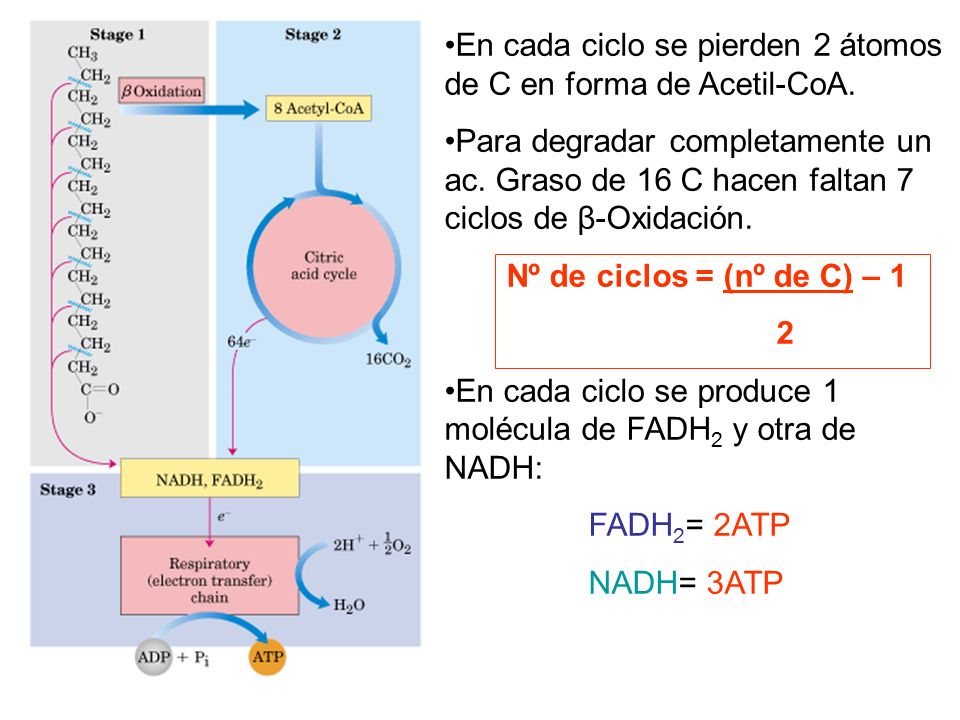 En cada ciclo se pierden 2 átomos de C en forma de Acetil-CoA.