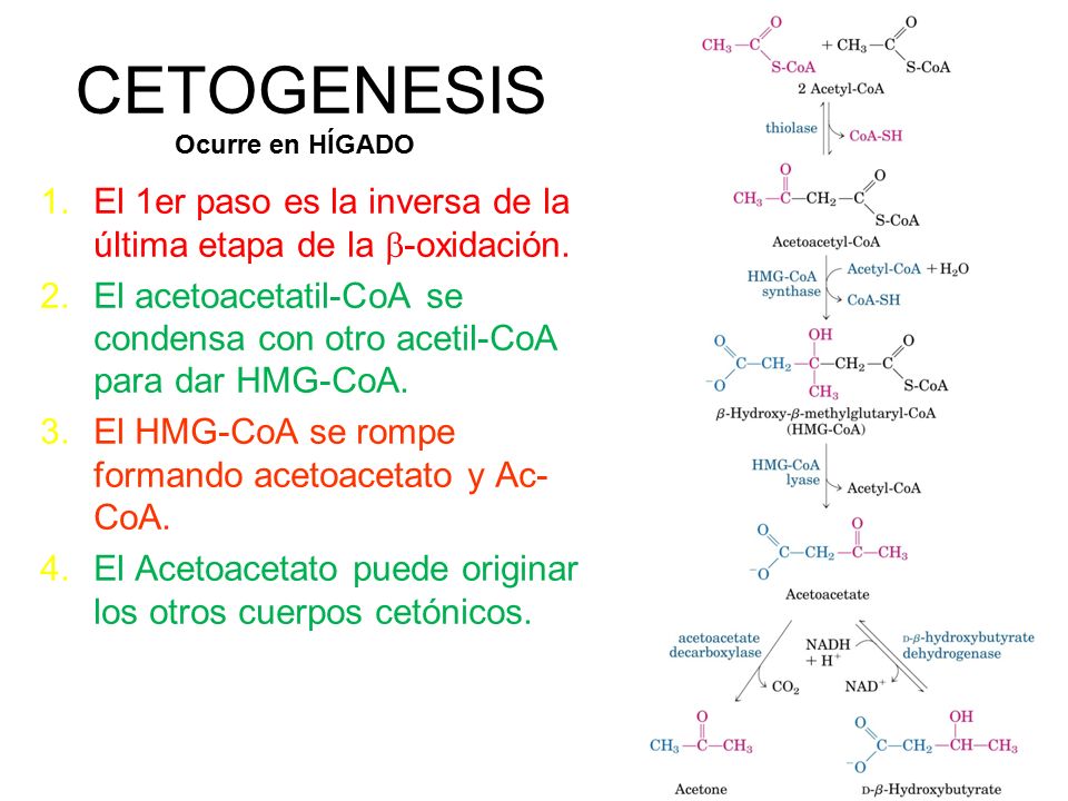 CETOGENESIS Ocurre en HÍGADO. El 1er paso es la inversa de la última etapa de la b-oxidación.