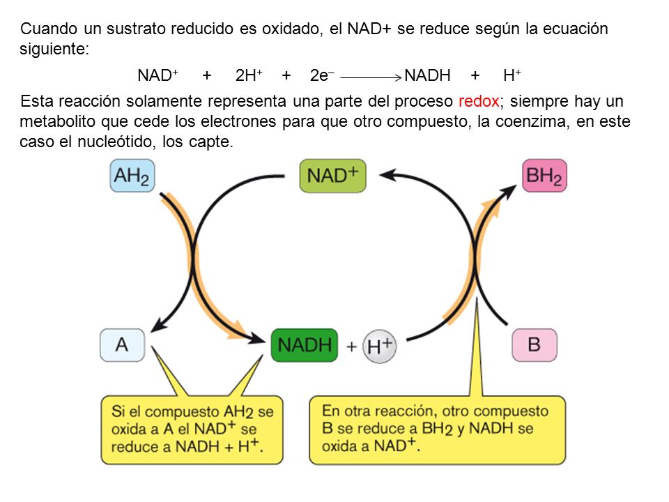 Cuando un sustrato reducido es oxidado, el NAD+ se reduce según la ecuación siguiente: