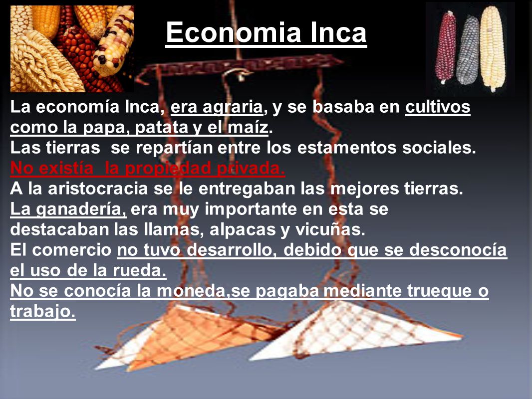 Economia Inca La economía Inca, era agraria, y se basaba en cultivos como la papa, patata y el maíz.