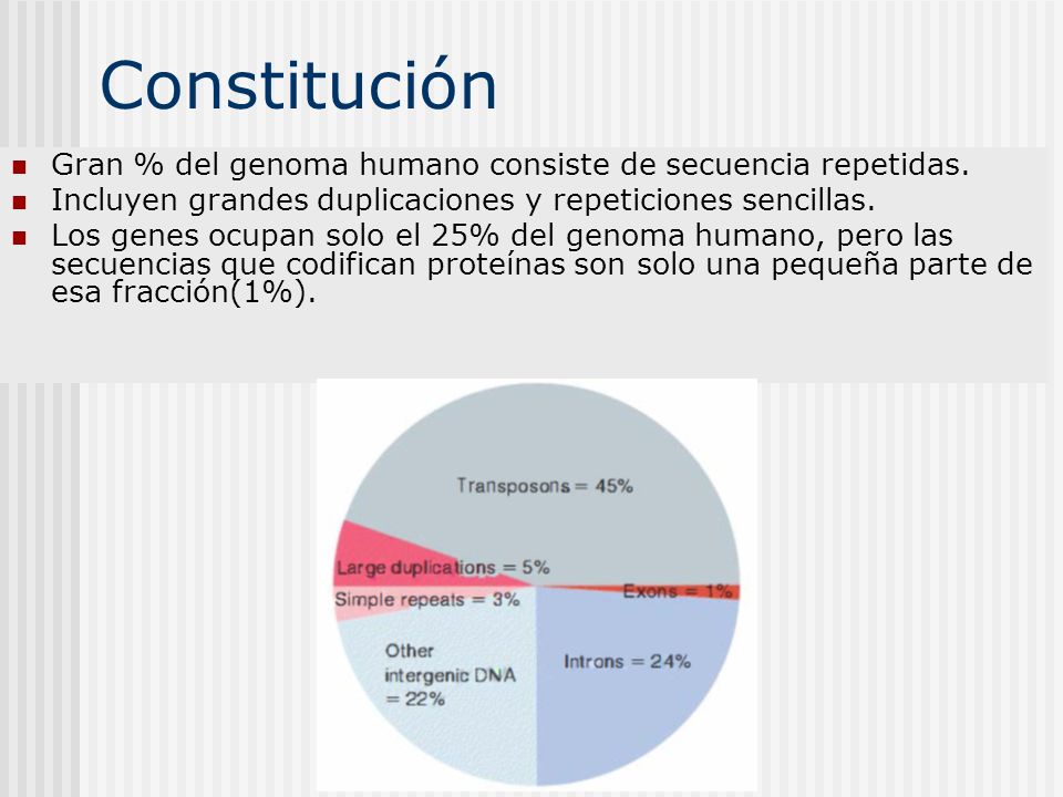 Constitución Gran % del genoma humano consiste de secuencia repetidas.