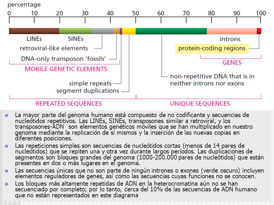 La mayor parte del genoma humano está compuesto de no codificante y secuencias de nucleótidos repetitivos. Las LINEs, SINEs, transposones similar a retroviral, y los transposones-ADN son elementos genéticos móviles que se han multiplicado en nuestro genoma mediante la replicación de sí mismos y la inserción de las nuevas copias en diferentes posiciones.