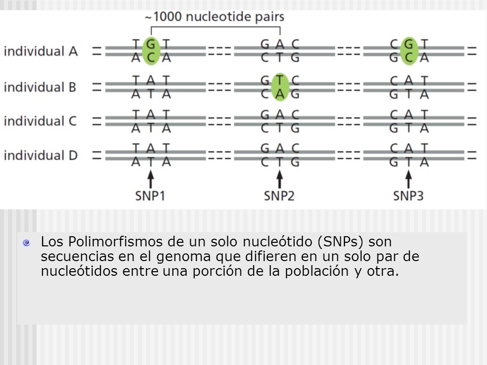 Los Polimorfismos de un solo nucleótido (SNPs) son secuencias en el genoma que difieren en un solo par de nucleótidos entre una porción de la población y otra.