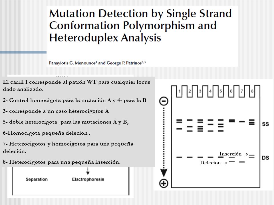 2- Control homocigota para la mutación A y 4- para la B
