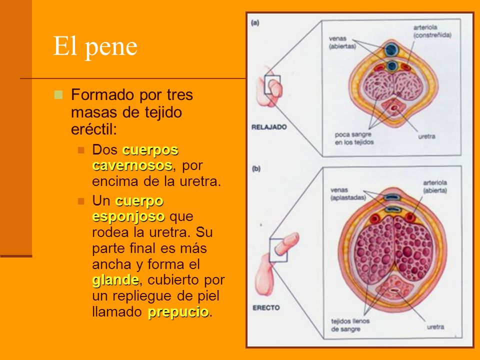 El pene Formado por tres masas de tejido eréctil: