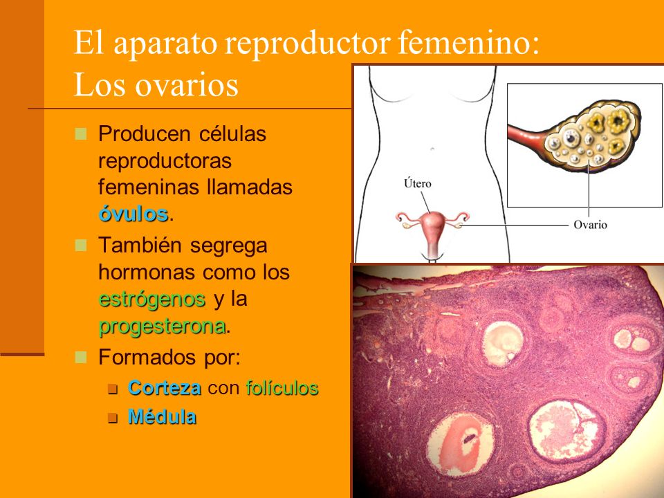 El aparato reproductor femenino: Los ovarios