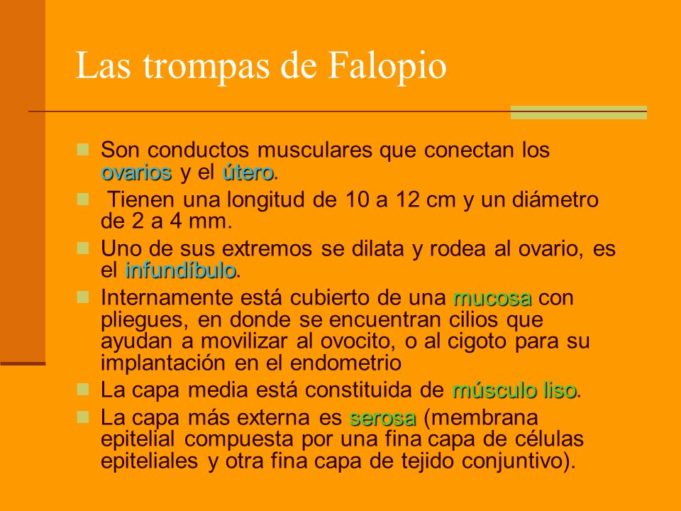 Las trompas de Falopio Son conductos musculares que conectan los ovarios y el útero. Tienen una longitud de 10 a 12 cm y un diámetro de 2 a 4 mm.