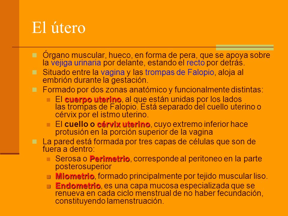 El útero Órgano muscular, hueco, en forma de pera, que se apoya sobre la vejiga urinaria por delante, estando el recto por detrás.