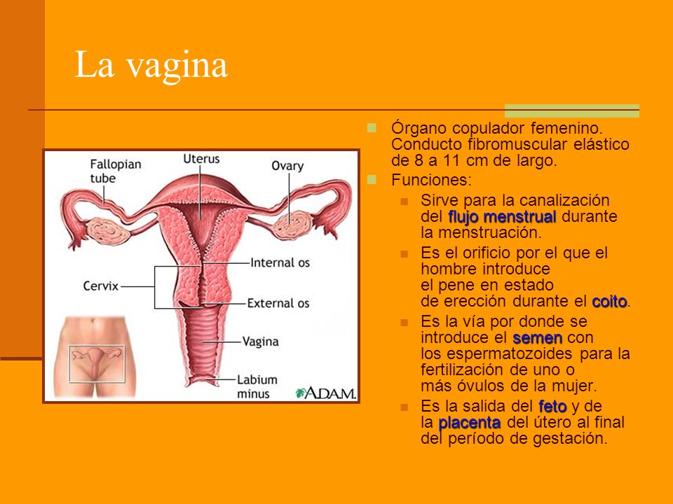 La vagina Órgano copulador femenino. Conducto fibromuscular elástico de 8 a 11 cm de largo. Funciones: