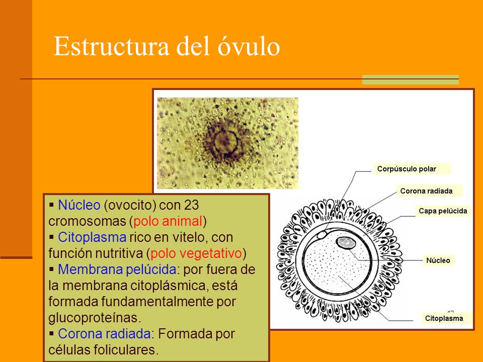 Estructura del óvulo Núcleo (ovocito) con 23 cromosomas (polo animal)