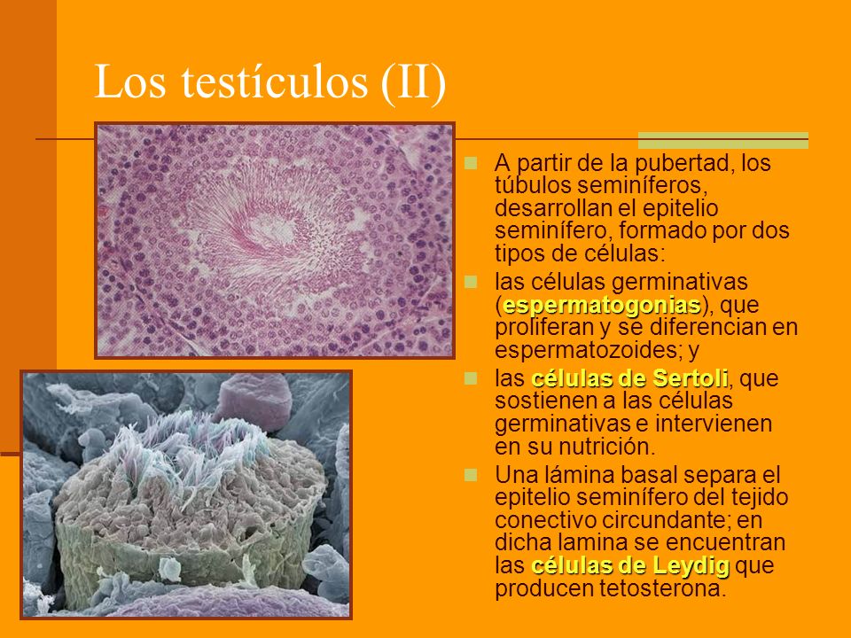 Los testículos (II) A partir de la pubertad, los túbulos seminíferos, desarrollan el epitelio seminífero, formado por dos tipos de células: