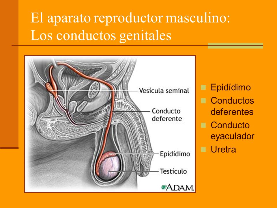 El aparato reproductor masculino: Los conductos genitales