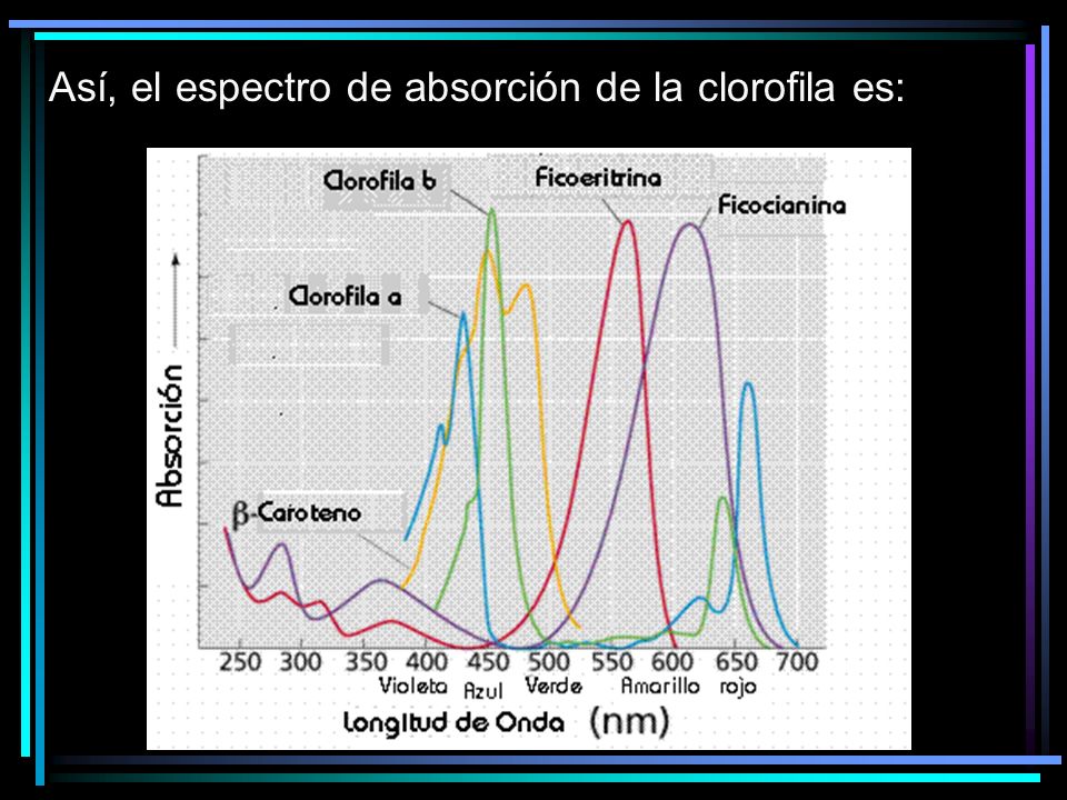 Así, el espectro de absorción de la clorofila es: