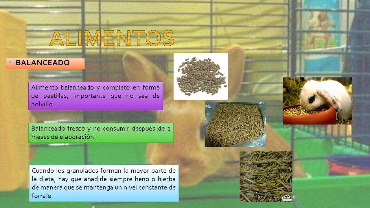 ALIMENTOS BALANCEADO. Alimento balanceado y completo en forma de pastillas, importante que no sea de polvillo.