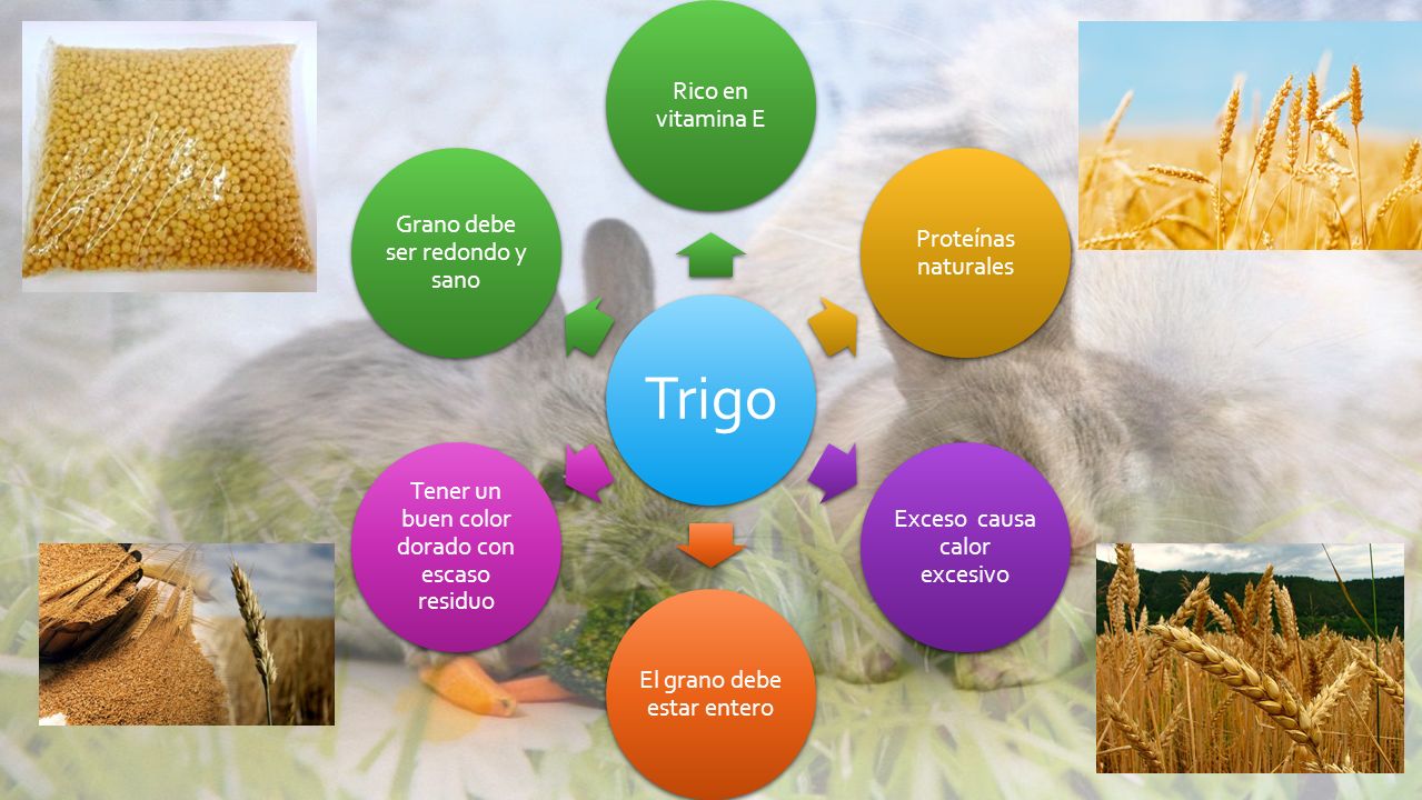 Exceso causa calor excesivo El grano debe estar entero