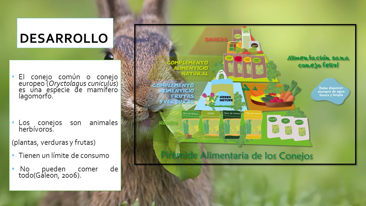 DESARROLLO El conejo común o conejo europeo (Oryctolagus cuniculus) es una especie de mamífero lagomorfo.