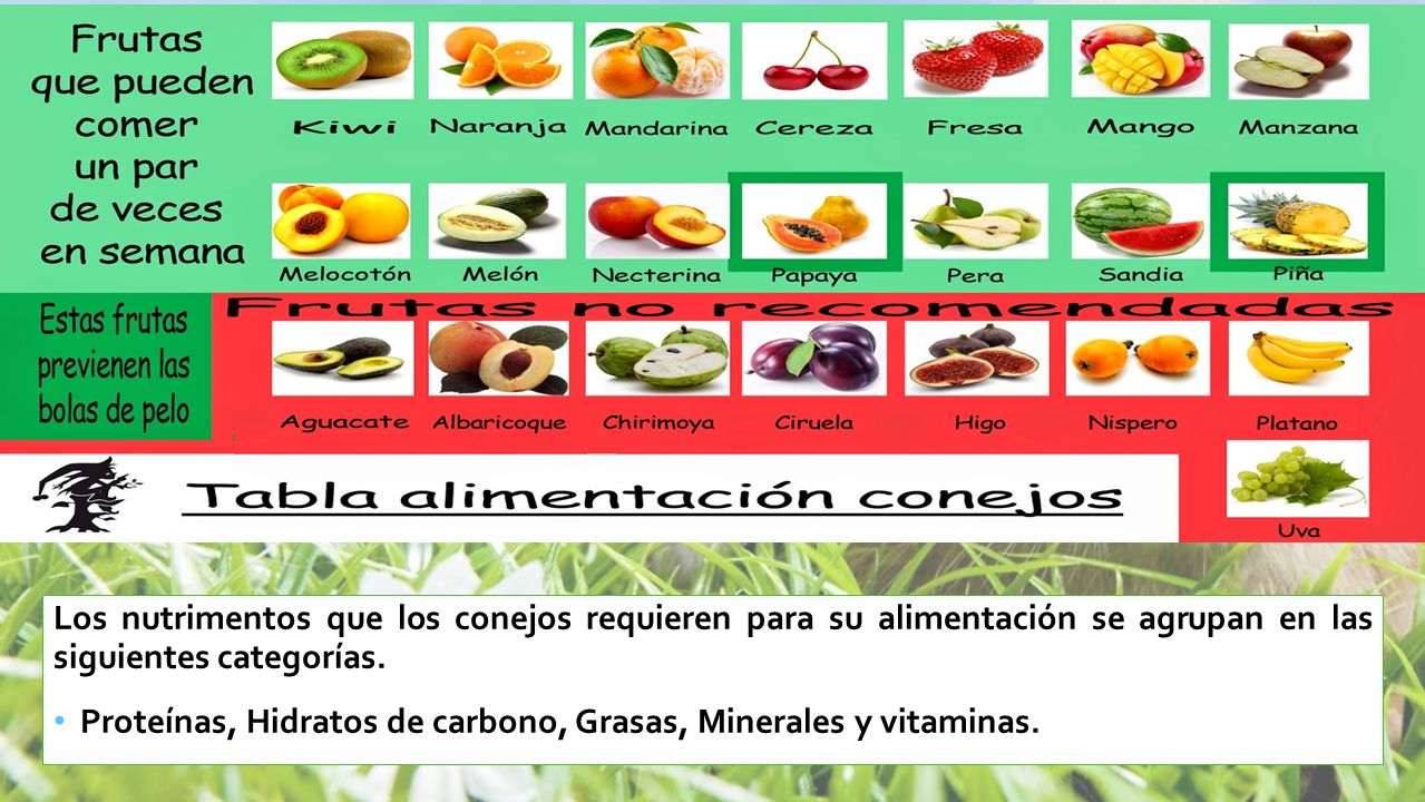 Los nutrimentos que los conejos requieren para su alimentación se agrupan en las siguientes categorías.