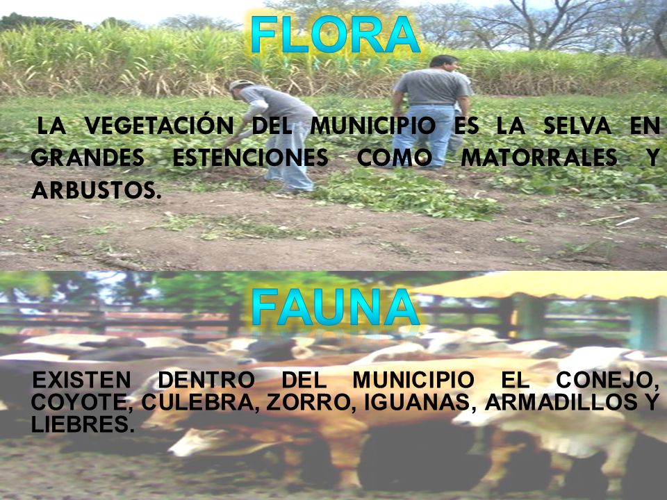 FLORA LA VEGETACIÓN DEL MUNICIPIO ES LA SELVA EN GRANDES ESTENCIONES COMO MATORRALES Y ARBUSTOS. FAUNA.