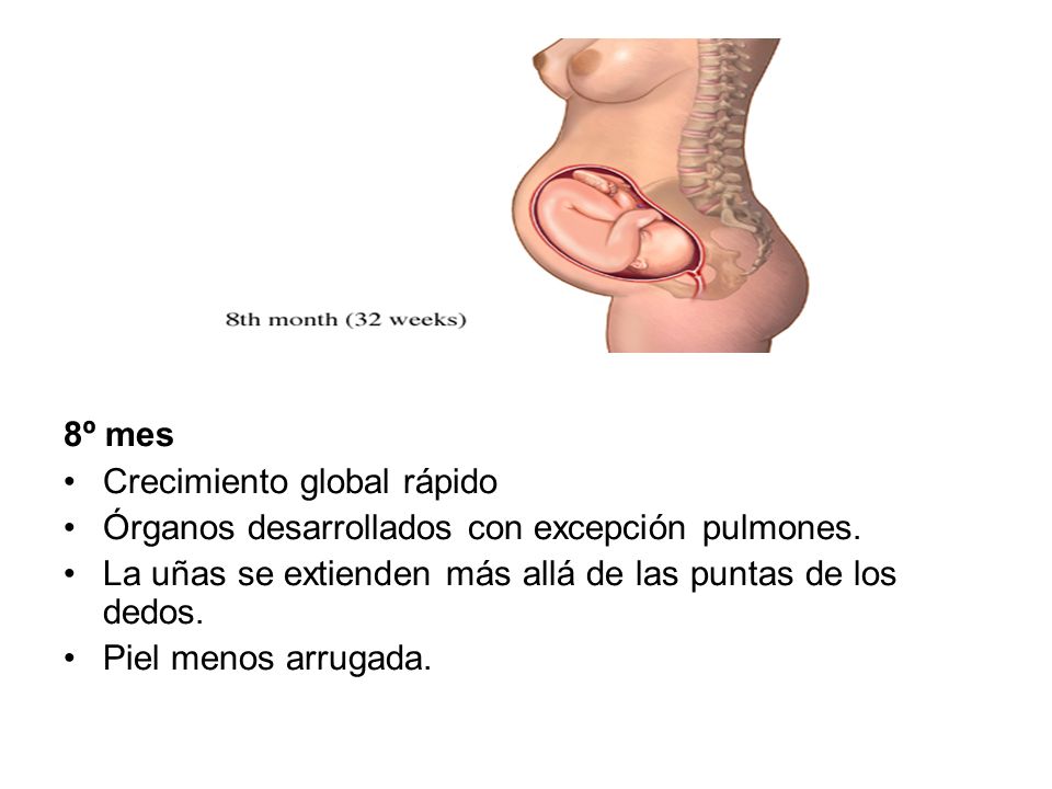 8º mes Crecimiento global rápido. Órganos desarrollados con excepción pulmones. La uñas se extienden más allá de las puntas de los dedos.