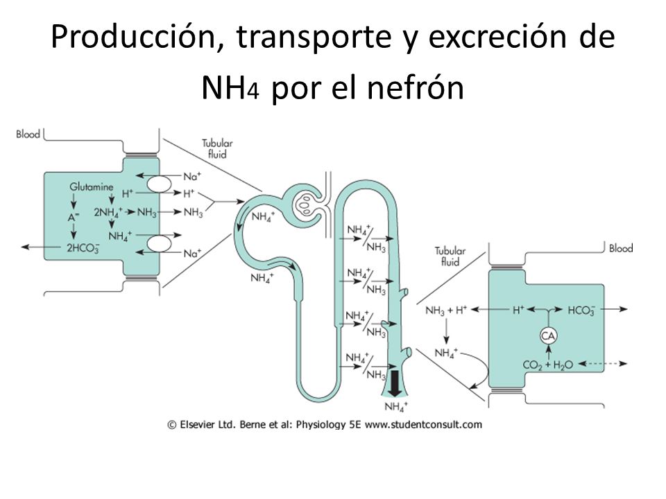 Producción, transporte y excreción de NH4 por el nefrón