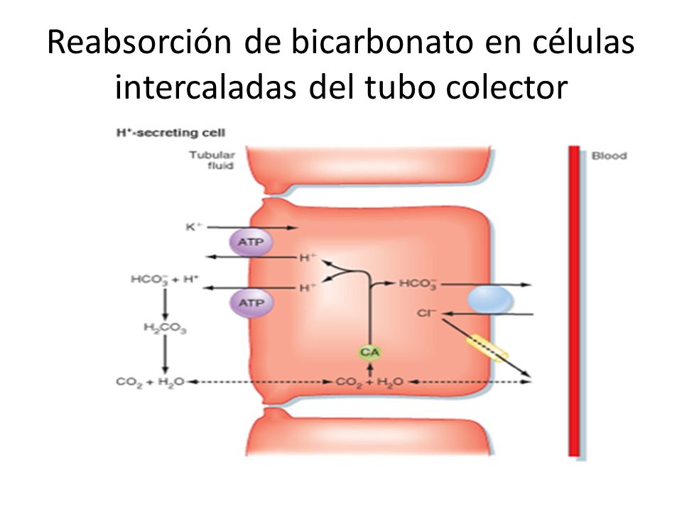 Reabsorción de bicarbonato en células intercaladas del tubo colector