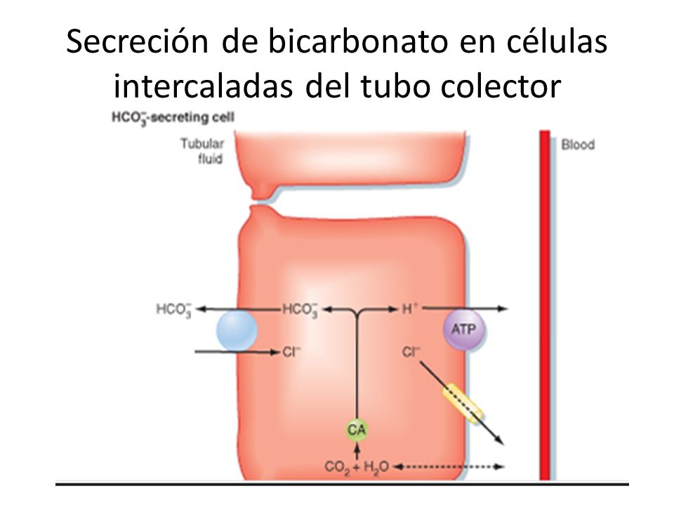 Secreción de bicarbonato en células intercaladas del tubo colector