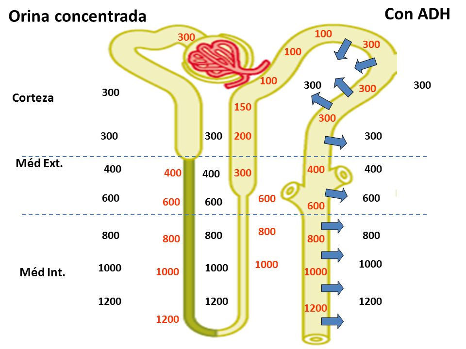 Con ADH Orina concentrada Corteza Méd Ext. Méd Int