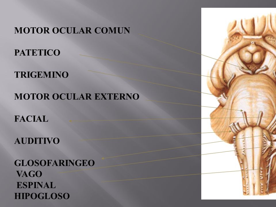 MOTOR OCULAR COMUN PATETICO. TRIGEMINO. MOTOR OCULAR EXTERNO. FACIAL. AUDITIVO. GLOSOFARINGEO.