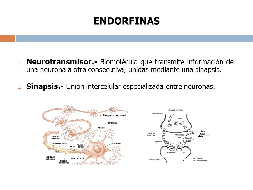 ENDORFINAS Neurotransmisor.- Biomolécula que transmite información de una neurona a otra consecutiva, unidas mediante una sinapsis.