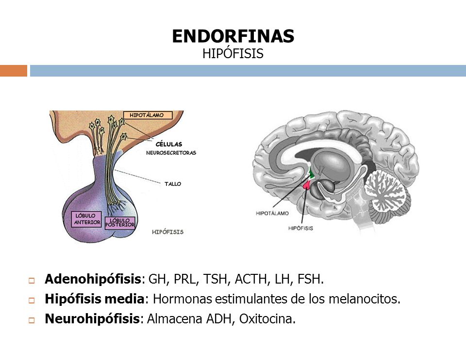 ENDORFINAS HIPÓFISIS Adenohipófisis: GH, PRL, TSH, ACTH, LH, FSH.