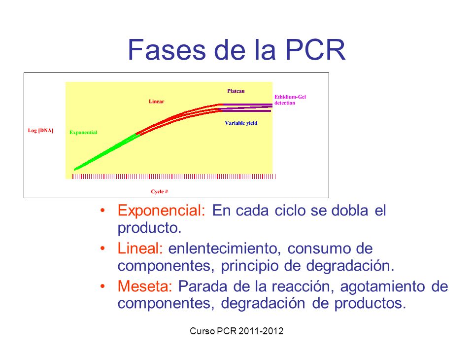 Fases de la PCR Exponencial: En cada ciclo se dobla el producto.