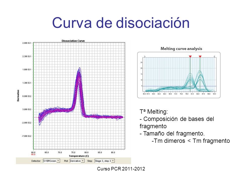 Curva de disociación Tª Melting: Composición de bases del fragmento