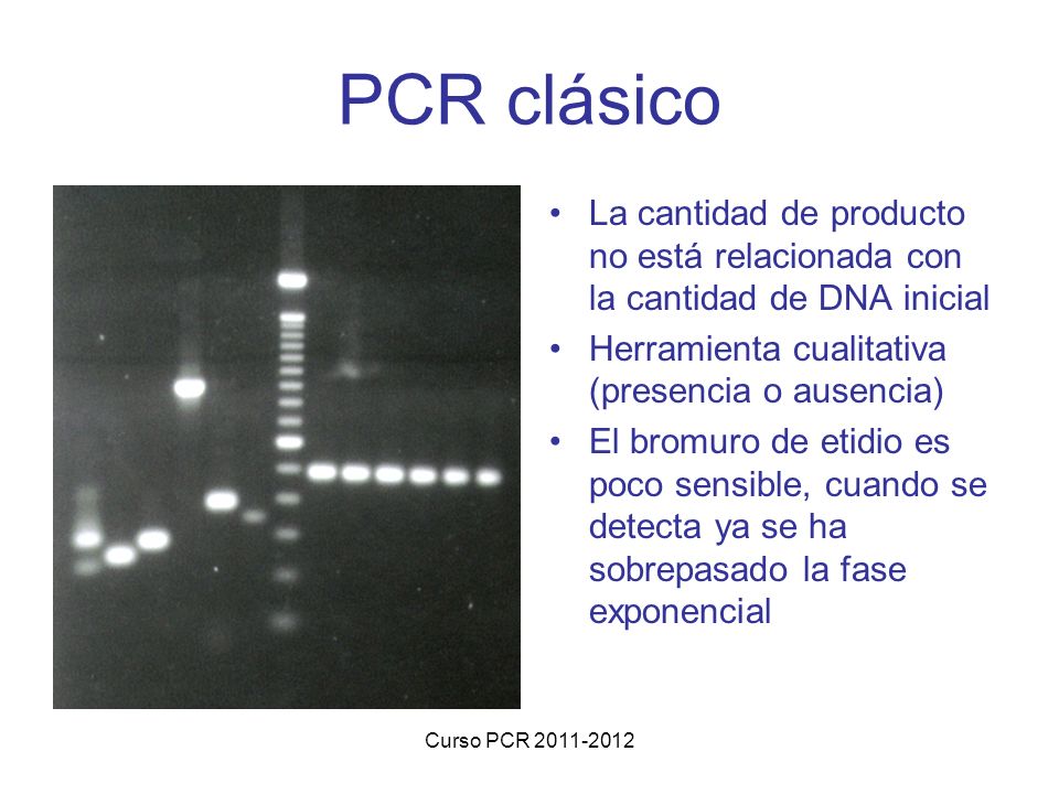 PCR clásico La cantidad de producto no está relacionada con la cantidad de DNA inicial. Herramienta cualitativa (presencia o ausencia)