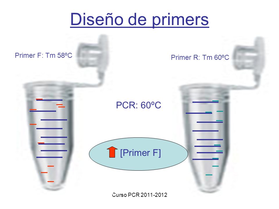 Diseño de primers PCR: 60ºC [Primer F] Primer F: Tm 58ºC
