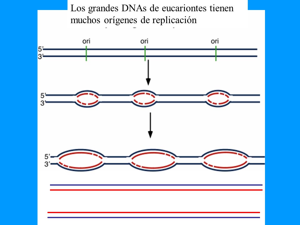Los grandes DNAs de eucariontes tienen muchos orígenes de replicación