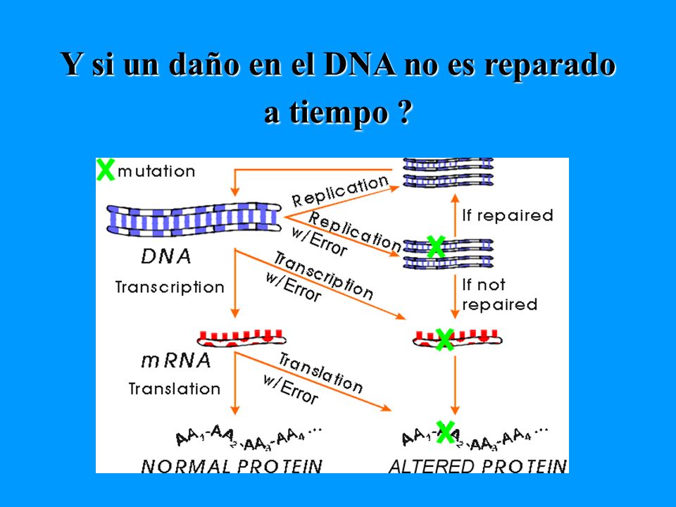 Y si un daño en el DNA no es reparado a tiempo