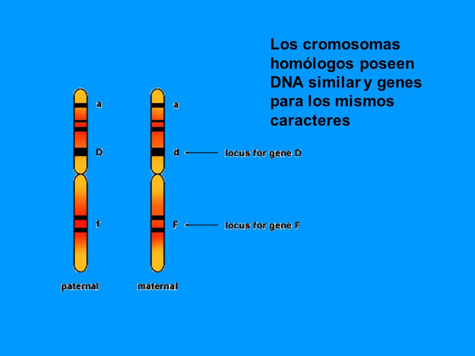 Los cromosomas homólogos poseen DNA similar y genes para los mismos caracteres