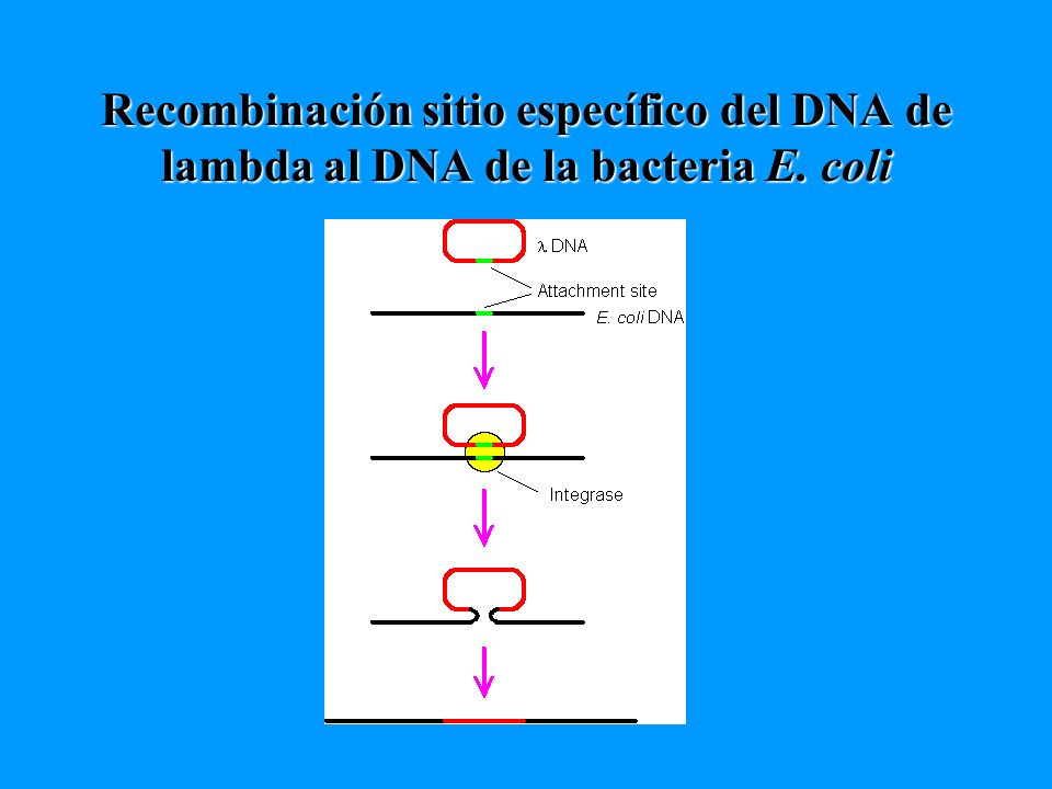 Recombinación sitio específico del DNA de lambda al DNA de la bacteria E. coli