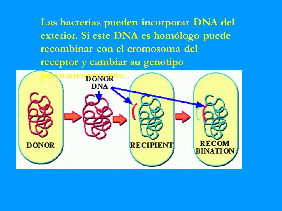 Las bacterias pueden incorporar DNA del exterior