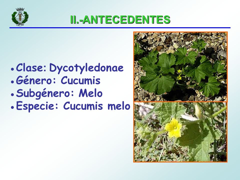 II.-ANTECEDENTES Clase: Dycotyledonae Género: Cucumis Subgénero: Melo Especie: Cucumis melo