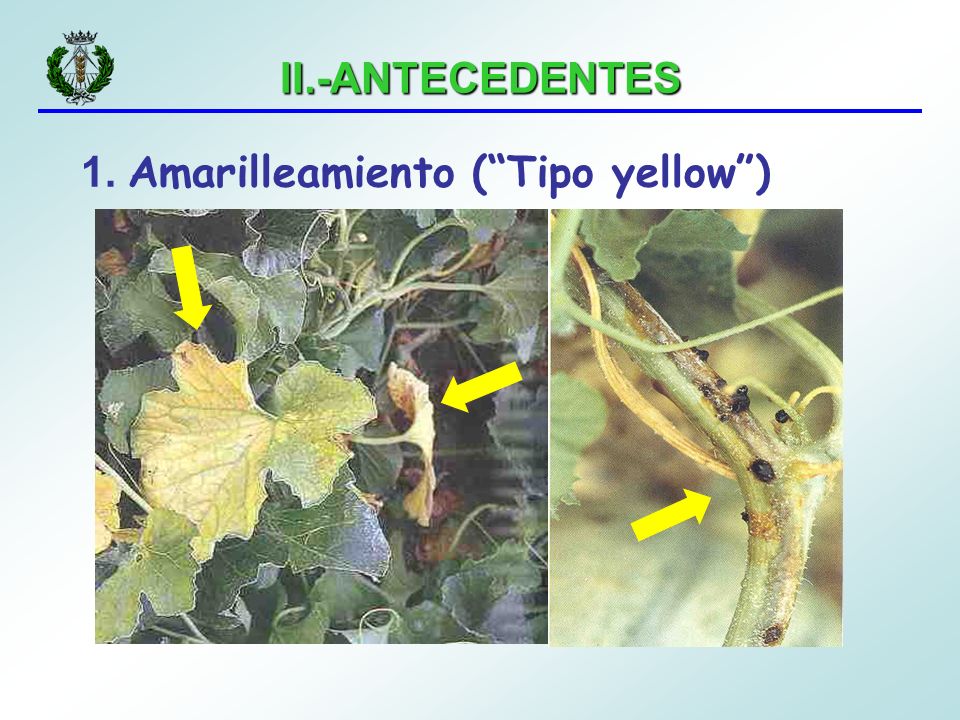 1. Amarilleamiento ( Tipo yellow )