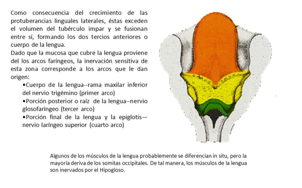 Como consecuencia del crecimiento de las protuberancias linguales laterales, éstas exceden el volumen del tubérculo impar y se fusionan entre sí, formando los dos tercios anteriores o cuerpo de la lengua.