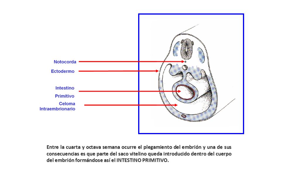 Entre la cuarta y octava semana ocurre el plegamiento del embrión y una de sus consecuencias es que parte del saco vitelino queda introducido dentro del cuerpo del embrión formándose así el INTESTINO PRIMITIVO.
