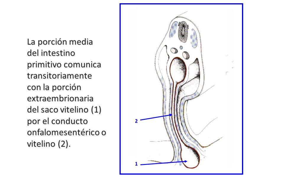 La porción media del intestino primitivo comunica transitoriamente con la porción extraembrionaria del saco vitelino (1) por el conducto onfalomesentérico o vitelino (2).